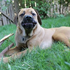 Meet your Posher, Roscoe